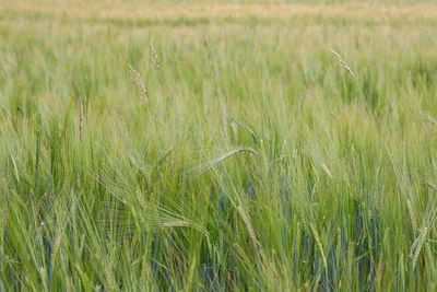 Scenic view of wheat field