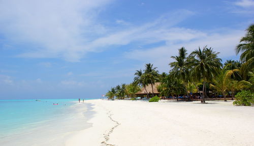 Palm trees at beach against sky