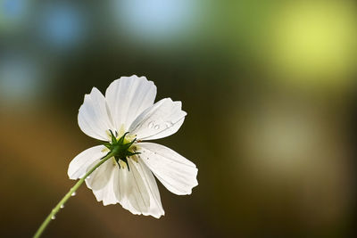 Close-up of white flowering plant cosmos flower. 