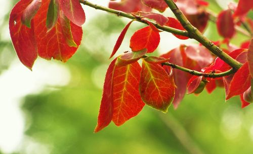 Close-up of red leaves on branch