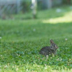 Grass growing on grassy field