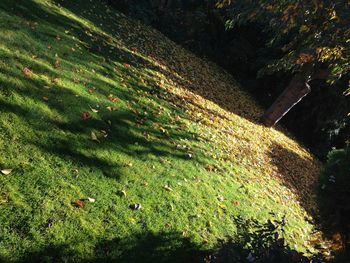 Scenic view of grassy field