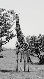 Giraffe standing on field against clear sky