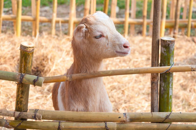 View of an animal pen