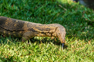 Close-up side view of a reptile on field