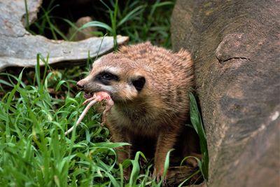 High angle view of meerkat holding dead animal in mouth while standing by tree trunk