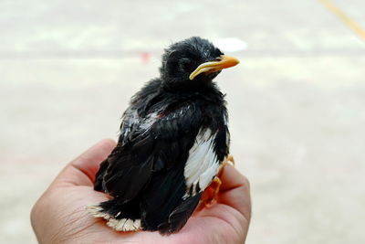 Midsection of person holding bird