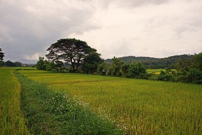 Scenic view of agricultural field against sky