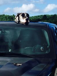 Dog sitting on car window