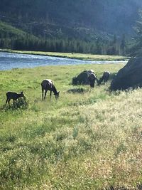 Horses grazing on landscape