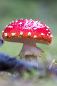 Close-up of fly agaric mushroom