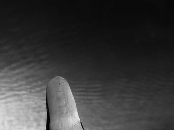 Close-up of turtle against water