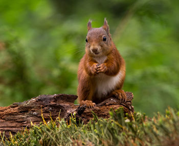 Close-up of squirrel on wood