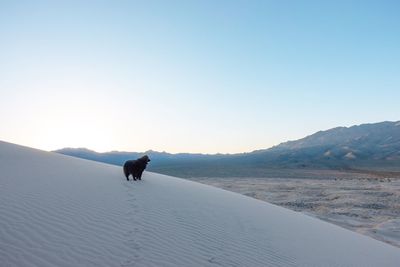 Dog on mountain against clear sky