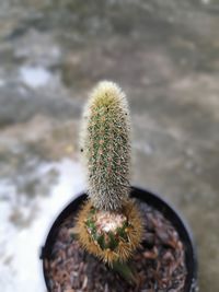 High angle view of succulent plant