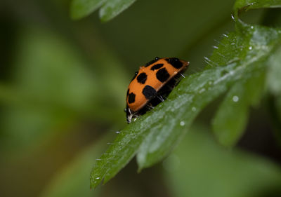 Close-up of ladybug on leaf