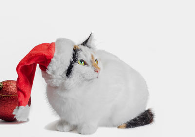 Close-up of cat against white background