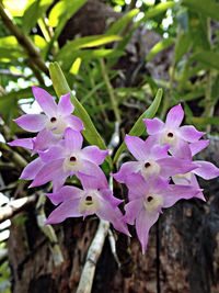 Close-up of purple flowers