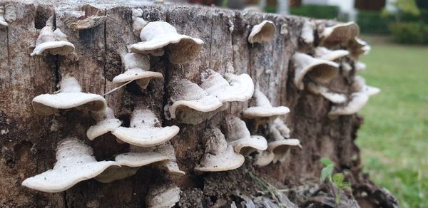 Close-up of mushrooms on field