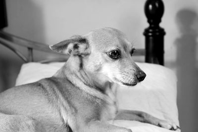 Close-up of chihuahua dog sitting on bed