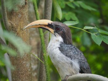 Close-up of bird perching on tree