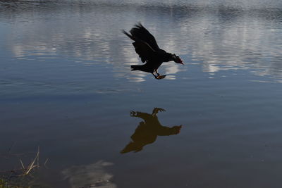 High angle view of black bird flying over lake