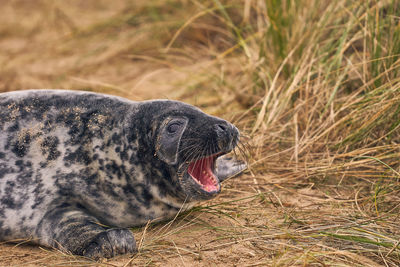 Close-up of a horse on grass