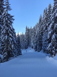 Snow covered land and trees against sky