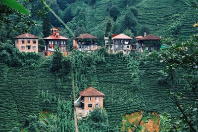 Houses by trees in village tea garden