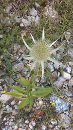 Close-up of cactus growing on field