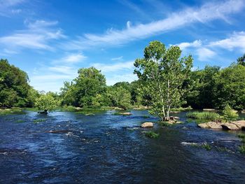 Scenic view of river in forest against sky