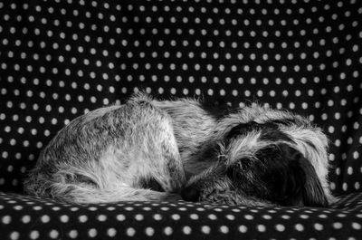 Close-up of dog sleeping on sofa