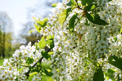 Close-up of white flowering plant