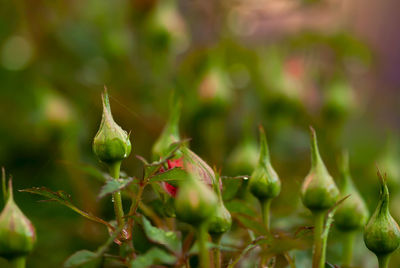 Close-up of berries on plant