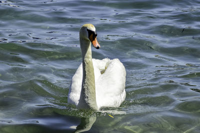 View of swan in lake