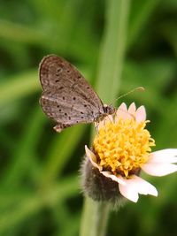 Close-up of butterfly pollinating on flower