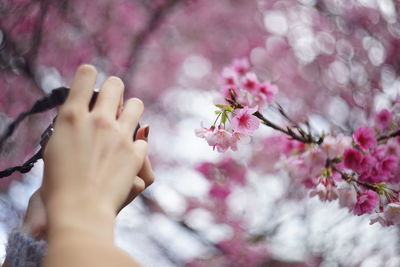 Cropped hands of woman photographing blossoms
