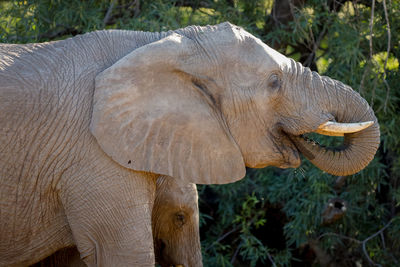 Close-up of elephant eating