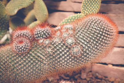 Close-up of butterfly on cactus