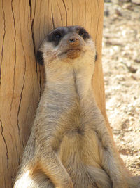 Close-up of an animal looking away