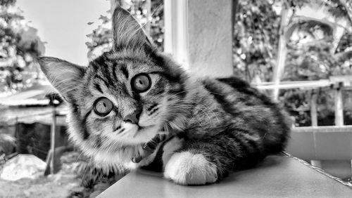 Close-up portrait of cat