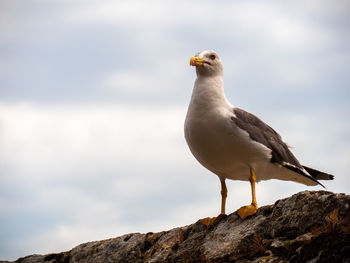 Seagull perching on rock