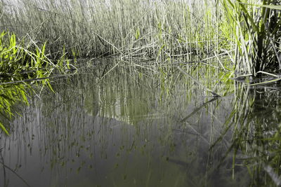 Plants growing in lake