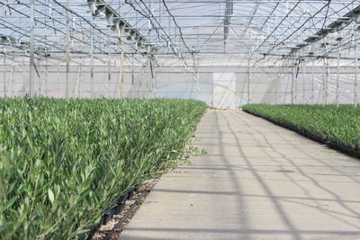 Plants growing in greenhouse