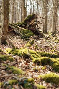 Moss growing on tree trunk in forest