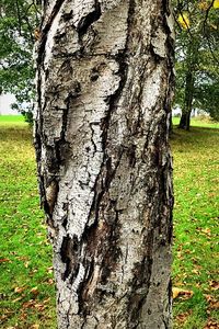 Close-up of tree stump