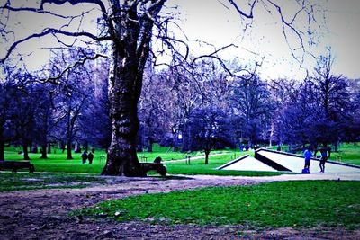 Trees in park