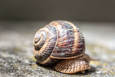 Big snail in shell crawling on road, summer day. slug close up
