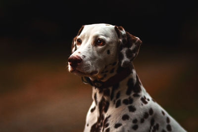 Close-up of dog looking away