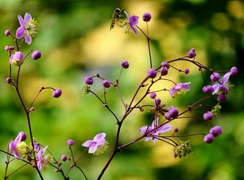 Close-up of pink flowering plant